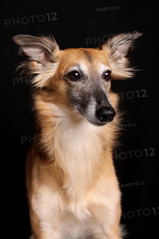 Silken Windsprite sighthound