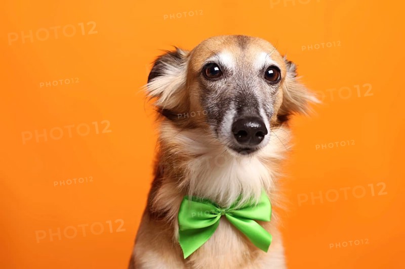 Silken Windsprite sighthound