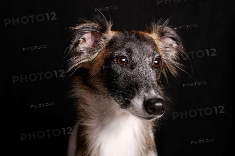 Silken Windsprite sighthound