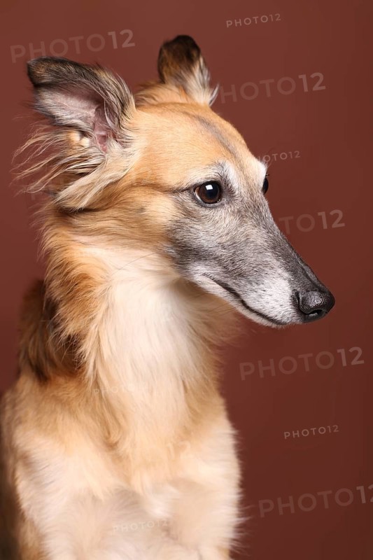 Silken Windsprite sighthound