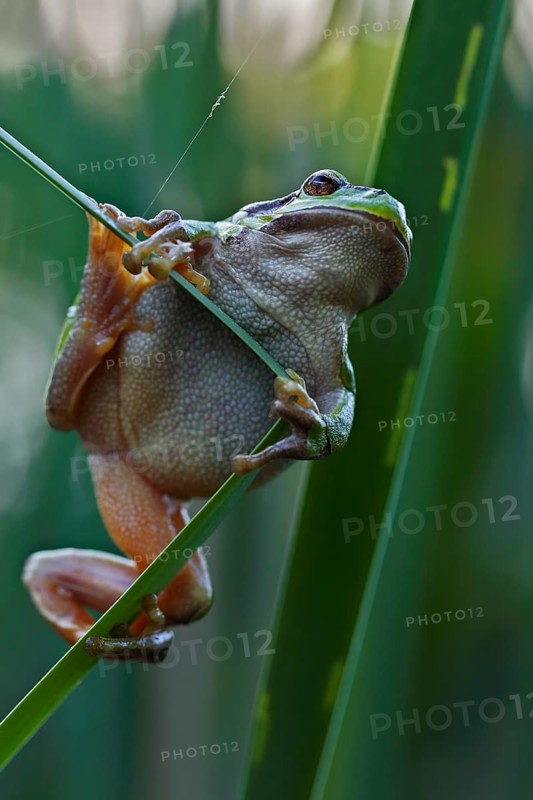European tree frog