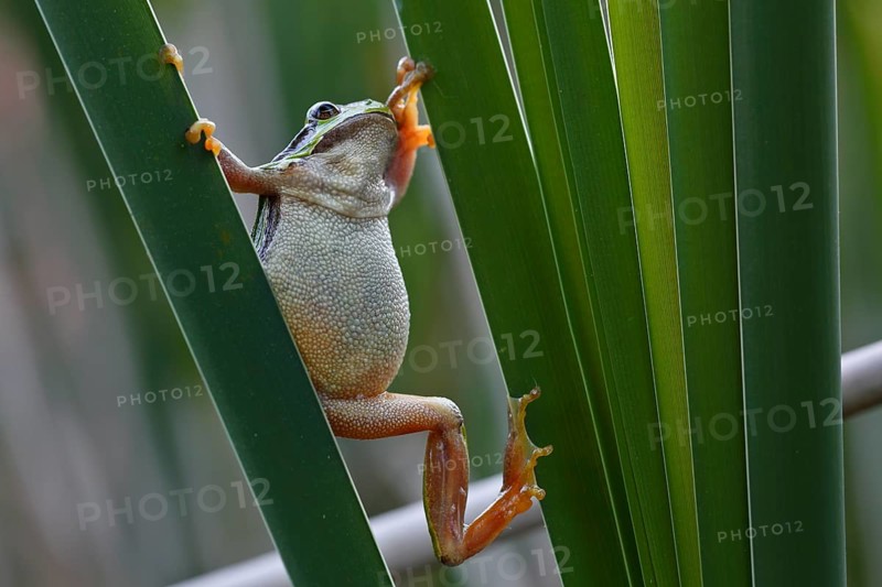European tree frog
