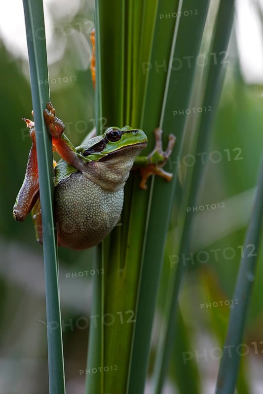 European tree frog