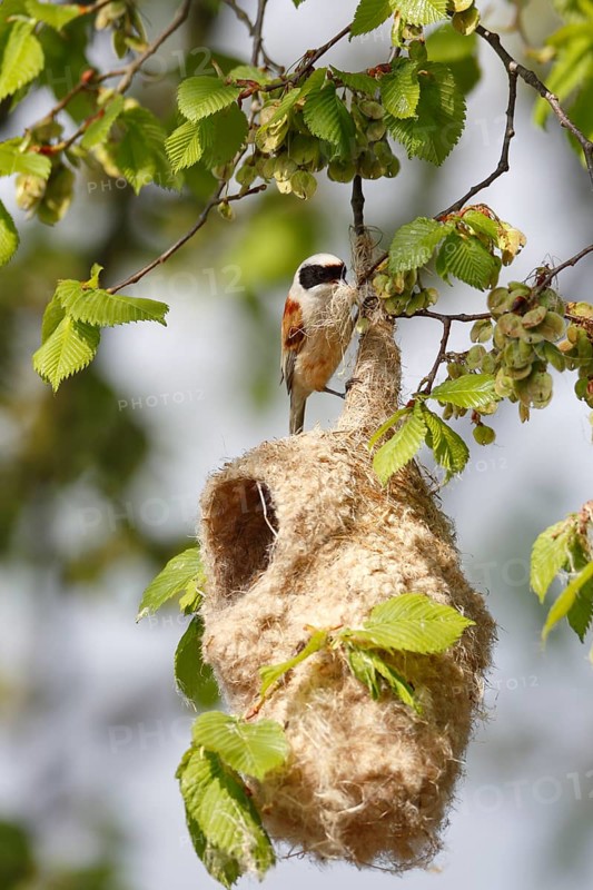 Eurasian Penduline Tit
