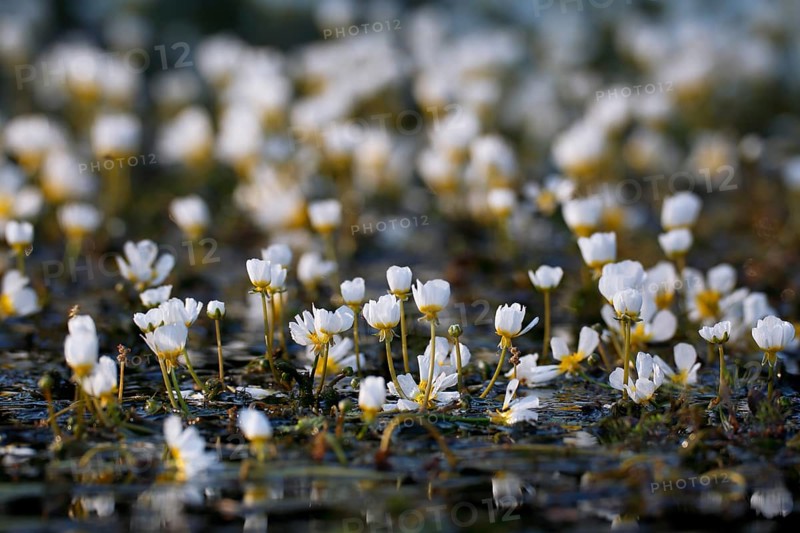 River Water Crowfoot