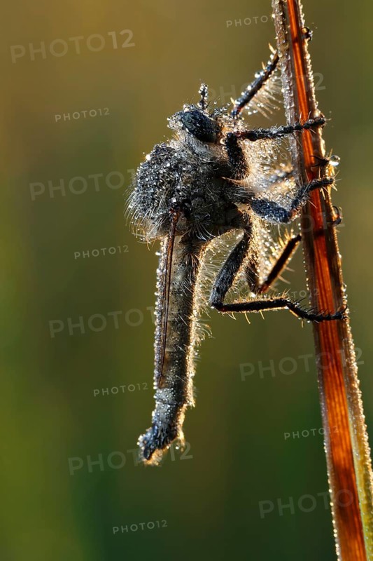 Downland Robberfly
