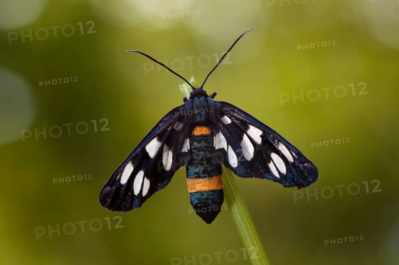 Nine-spotted moth