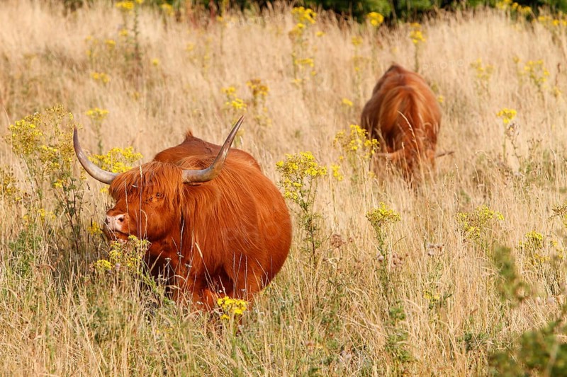 Highland Cattle