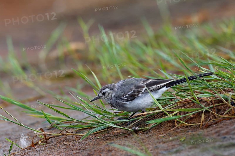 Juvenile white wagtail