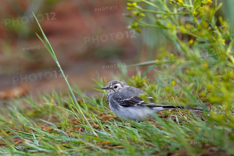 Juvenile white wagtail