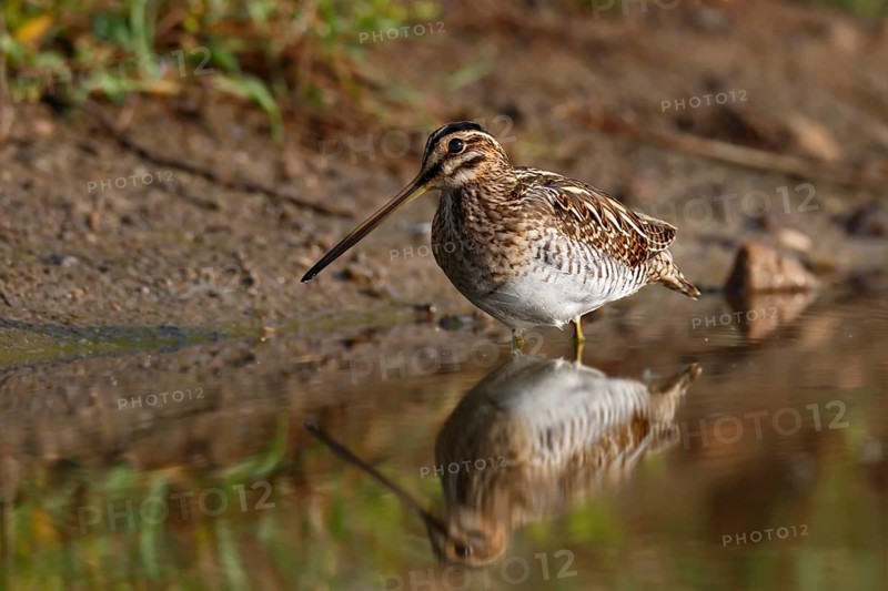 Common snipe