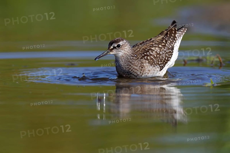 Wood sandpiper