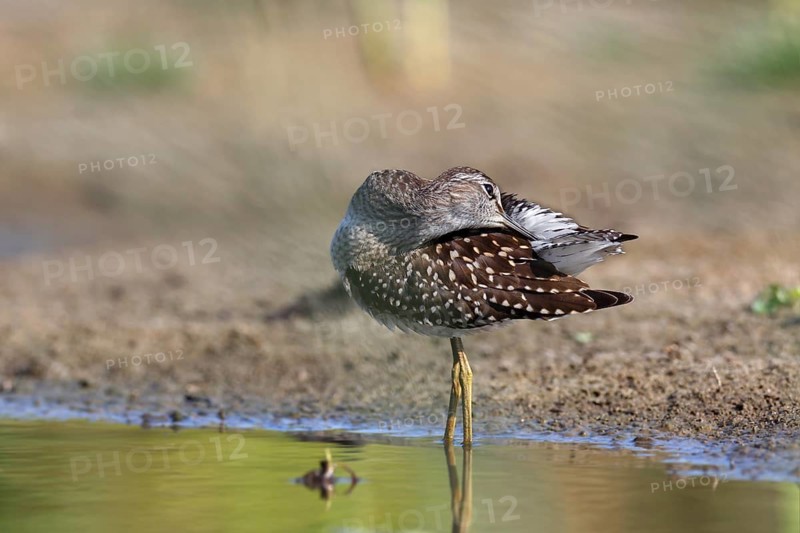 Wood sandpiper
