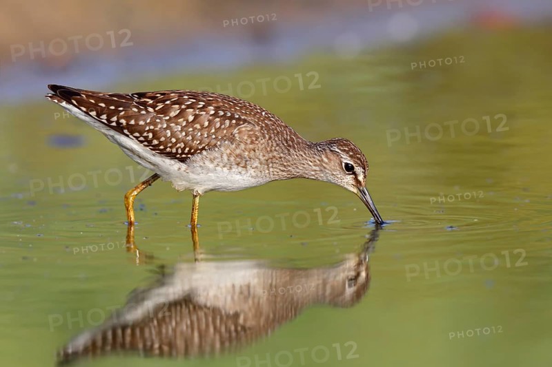 Wood sandpiper