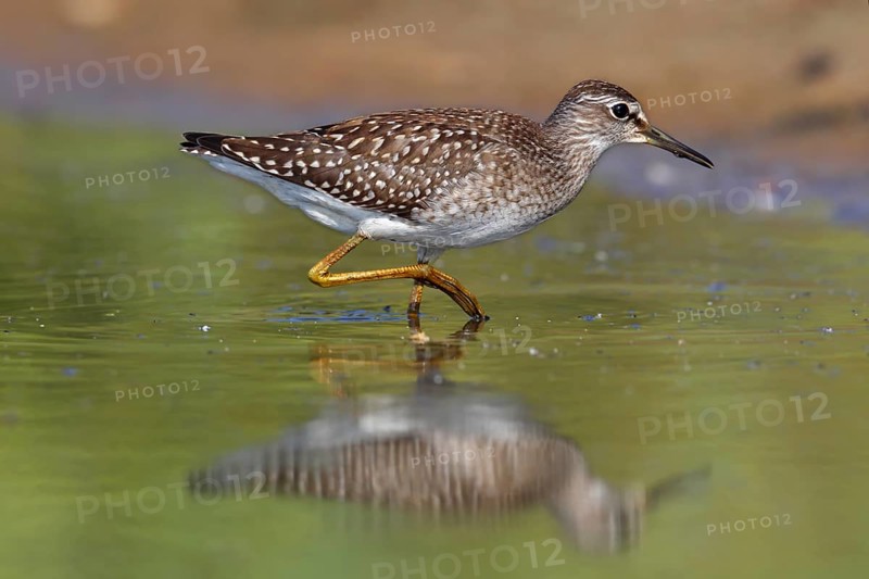 Wood sandpiper