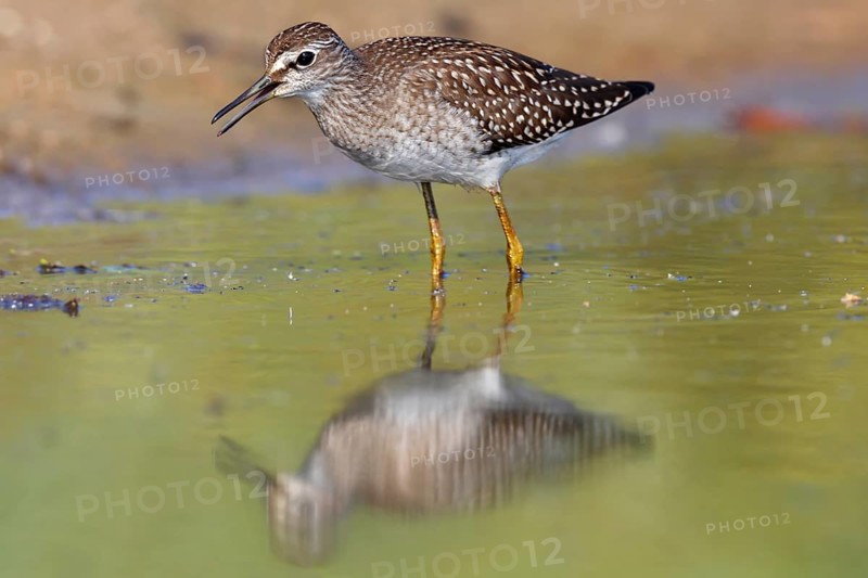 Wood sandpiper