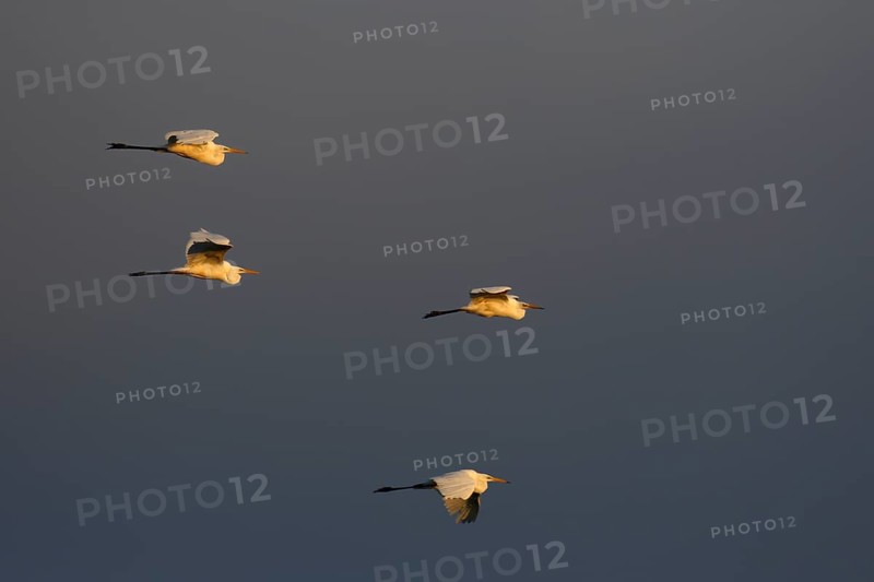 Four great egrets