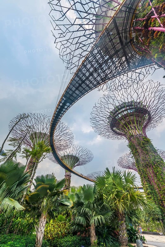 Supertrees