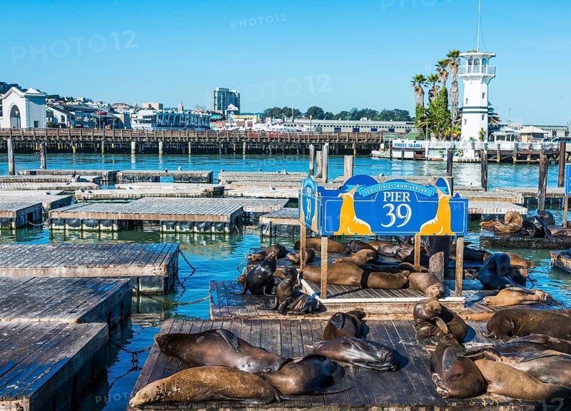 California Sea Lions