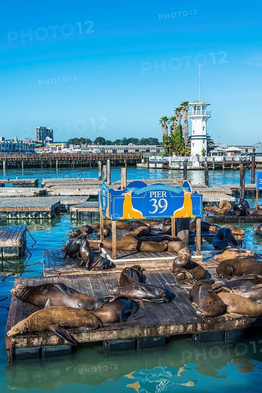 California Sea Lions