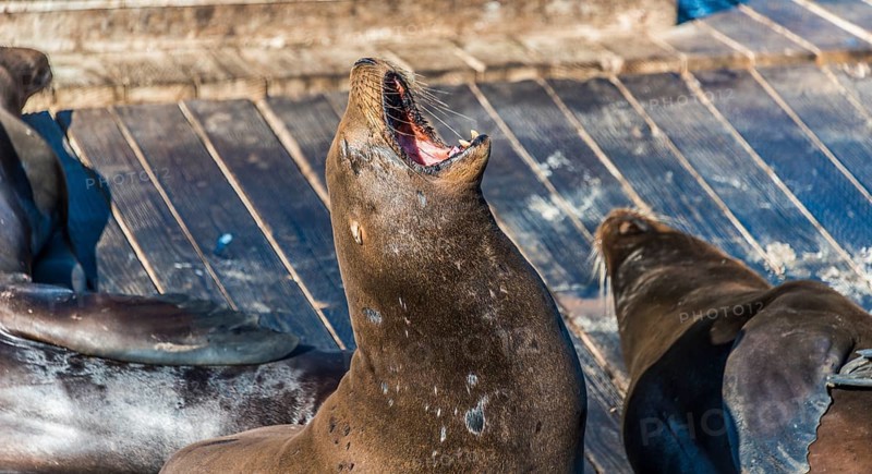 California Sea Lions