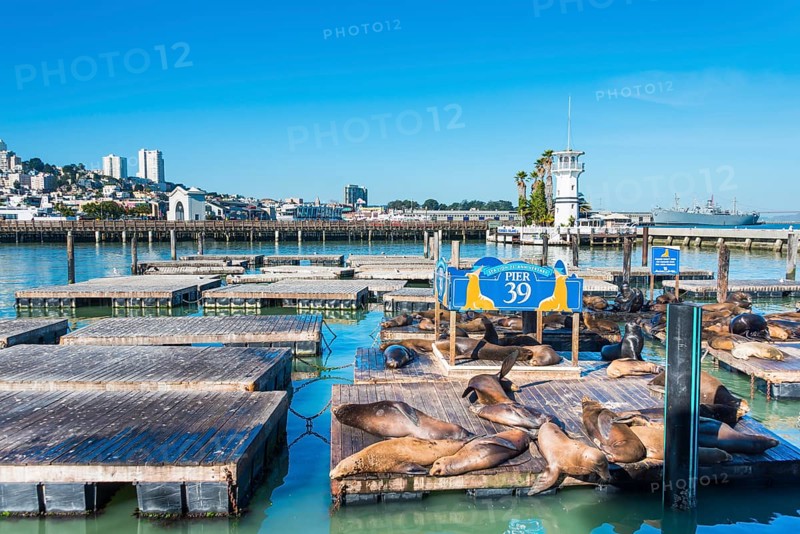 California Sea Lions