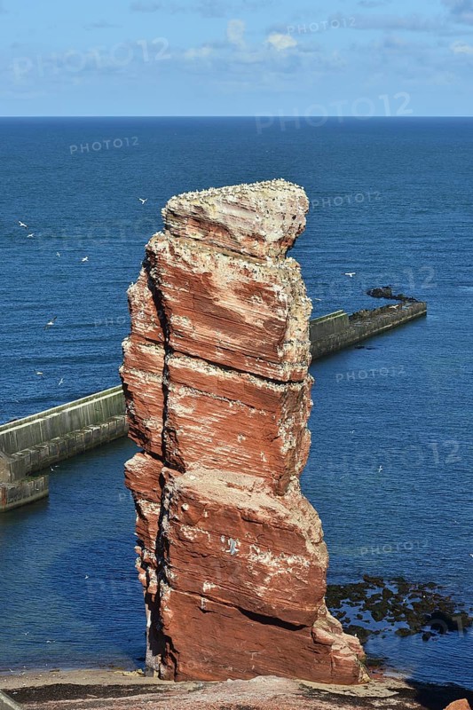 Colony of northern gannets