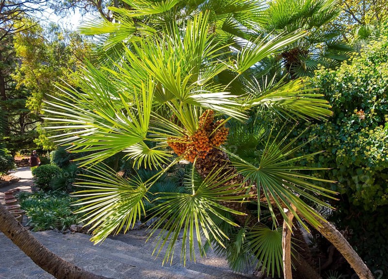 Canary Island date palm or pineapple palm