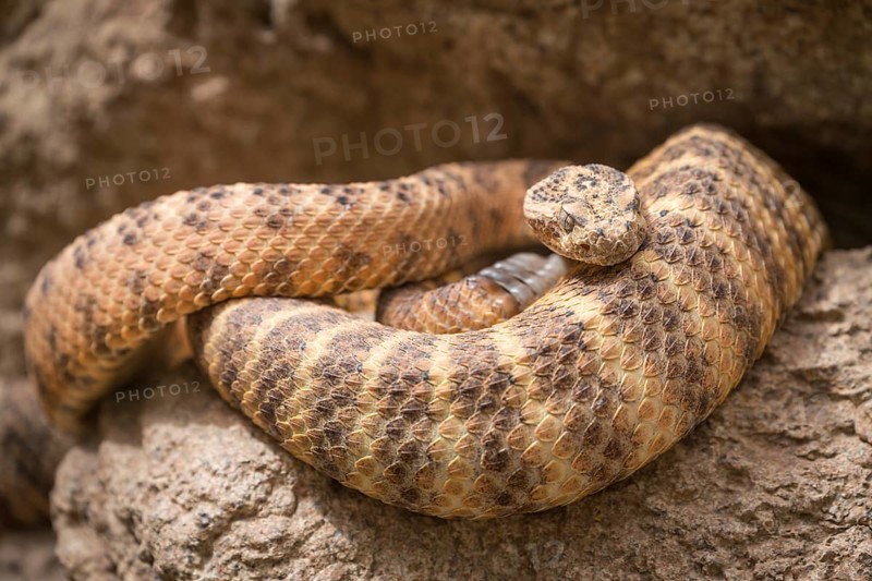 Western Diamondback Rattlesnake