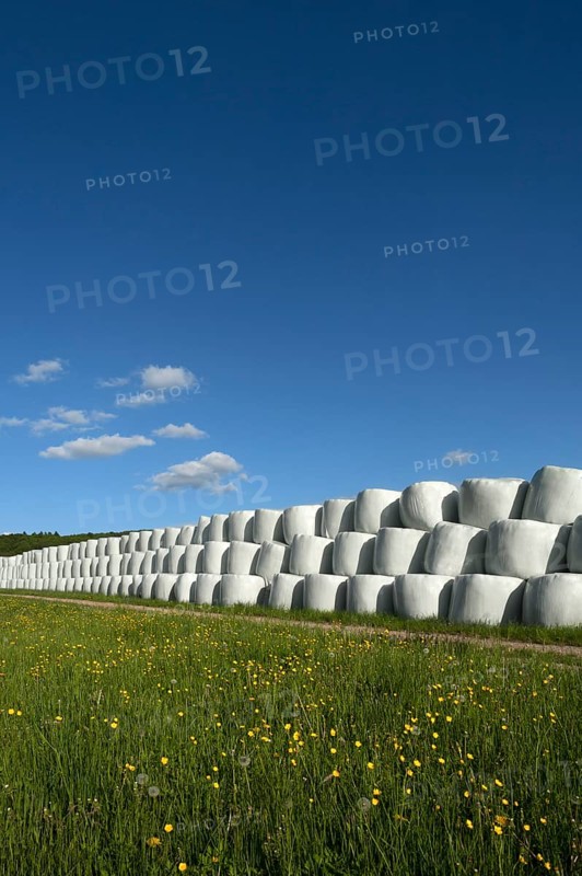 Wrapped silage bales