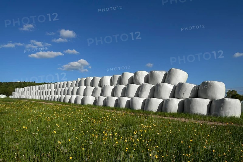 Wrapped silage bales