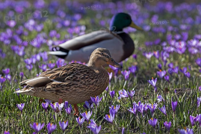 Mallards or wild ducks