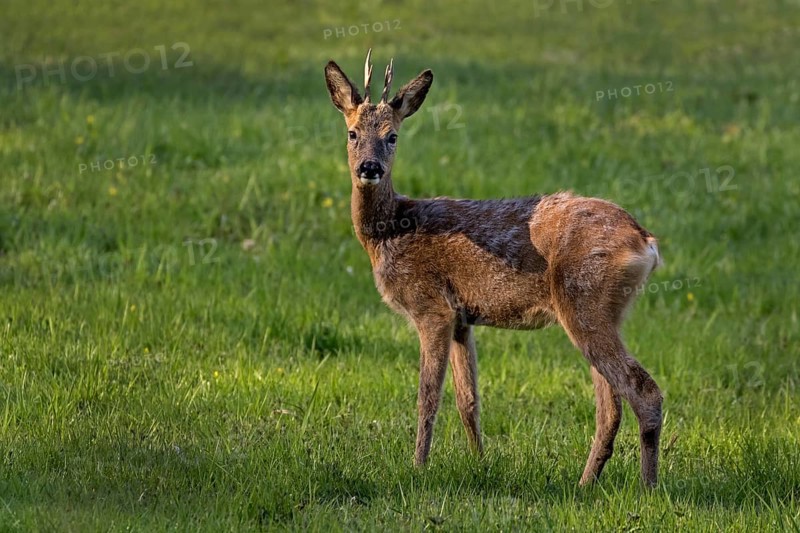 Young roe deer