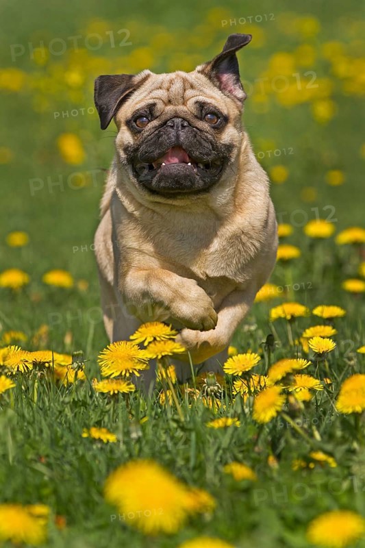 Pug puppy running in a dandelion meadow