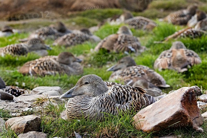 Eider