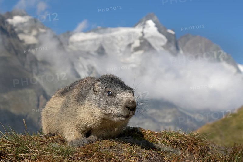 Young Alpine marmot
