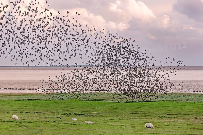 Flock of starlings