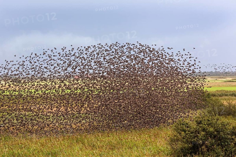 Flock of starlings