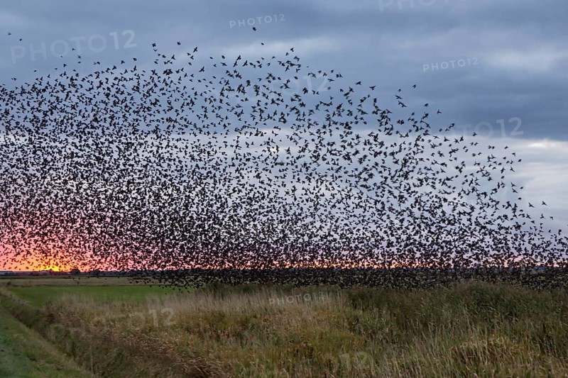Flock of starlings