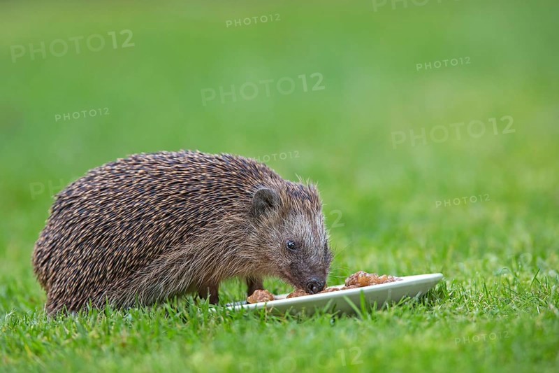 Hedgehog
