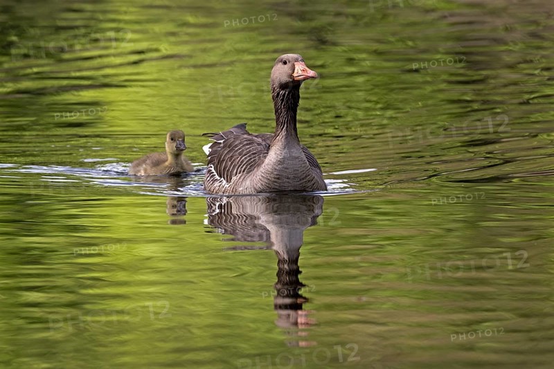 Greylag Goose