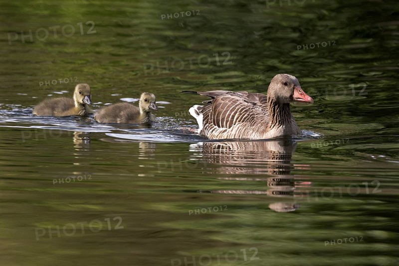 Greylag Goose