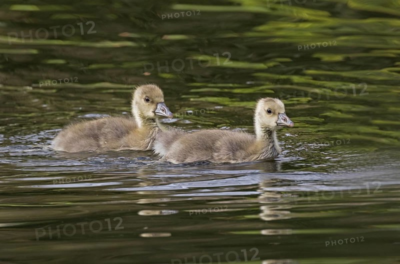 Greylag Goose