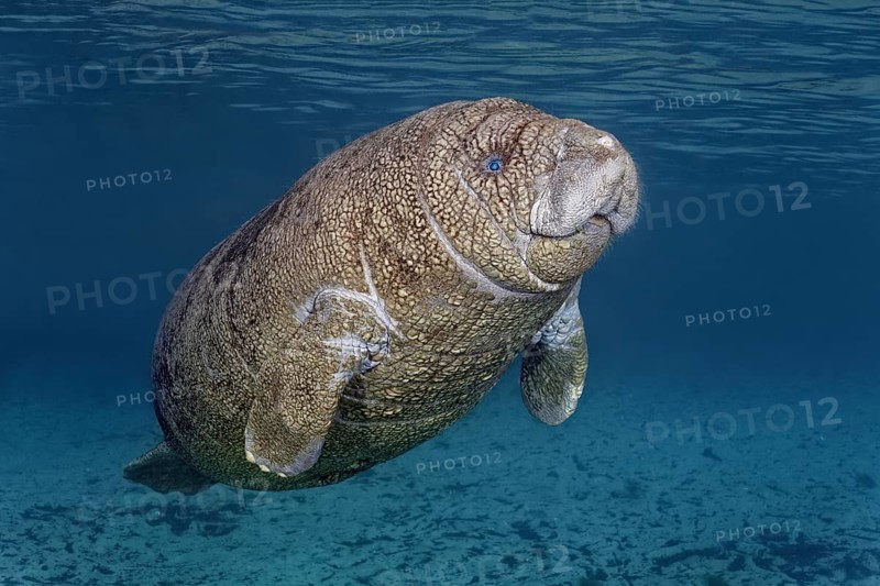 Young West Indian manatee or sea cow
