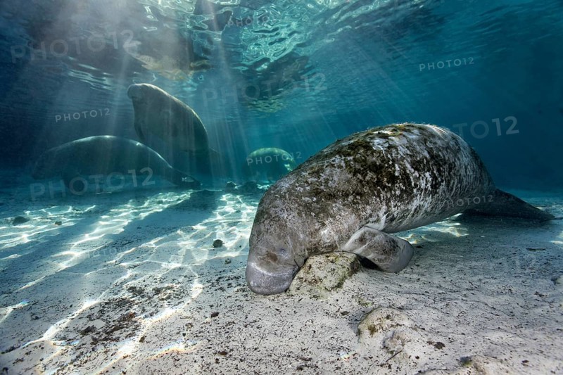 Group of West Indian manatees or sea cows
