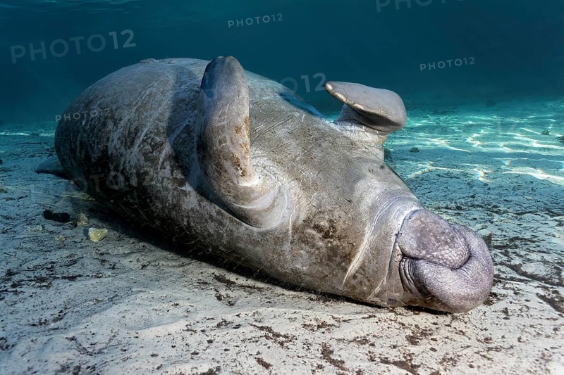 West Indian manatee or sea cow