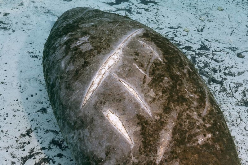 Back of West Indian manatee or sea cow