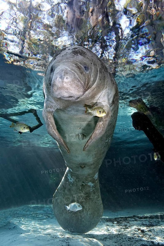 West Indian manatee or sea cow