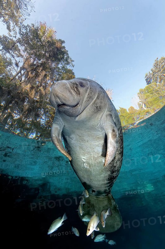West Indian manatee or sea cow
