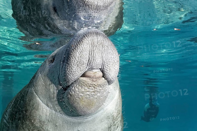 West Indian manatee or sea cow